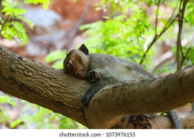 Close Up Sleeping Monkey On The Tree