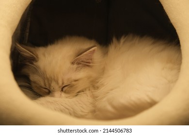 Close Up A Sleeping White Ragdoll Cat In Cat House