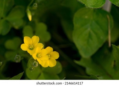 Close Up Slender Yellow Woodsorrel