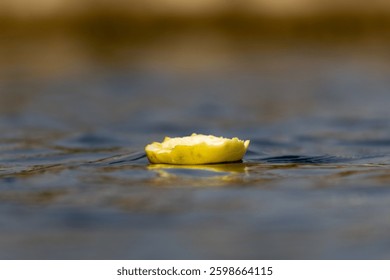 Close up of a slice of lemon floating on a water surface.