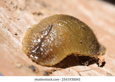 close up of slimey bug