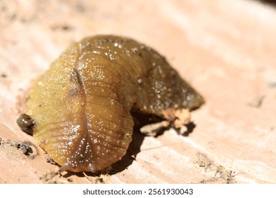 close up of slimey bug