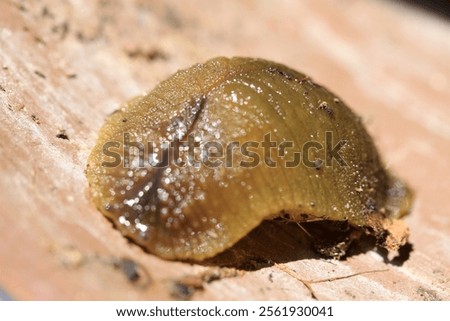 close up of slimey bug