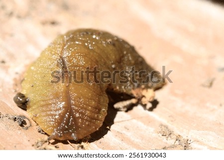 close up of slimey bug