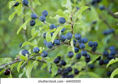 6,324 Blackthorn Sloes Images, Stock Photos & Vectors Shutterstock