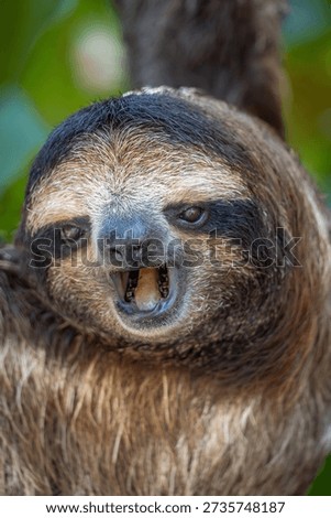 close up sloth moaning in the tree
