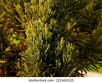 Close up of the slow and low growing garden conifer cultivar Cryptomeria japonica Rein's Dense Jade.