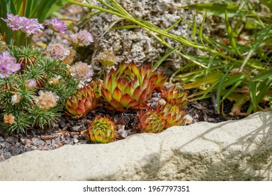 Close Up Of Small Alpine Plants In A Rock Garden