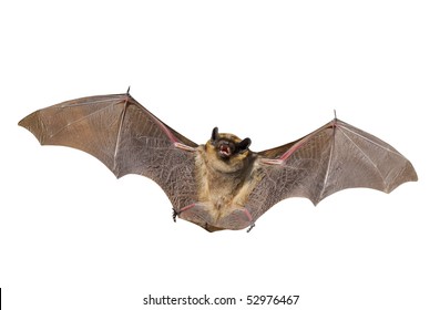 A close up of the small bat. Isolated on white.