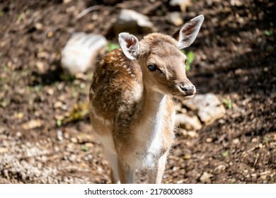 Close up of small, beautiful european fallow deer fawn standing alone in the forest
