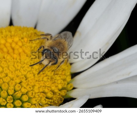 close up of a small bee possibly a Ivy cellophane or plasterer bee on an Ox eye Daisy flower