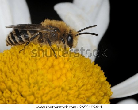 close up of a small bee possibly a Ivy cellophane or plasterer bee on an Ox eye Daisy flower