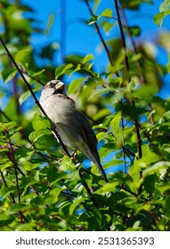 Close up of a small bird 