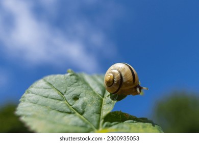 A close up of a small black striped snail (Gastropoda) on a leaf