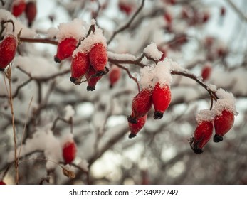 Close up of a small branch of a rosehip bush with red fruits in winter.