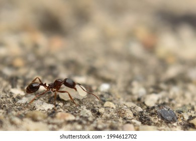 Close Up Of Small Brown Ant, Called A Pavement Ant, Carrying A Pupa, Walking On Cement Sidewalk.