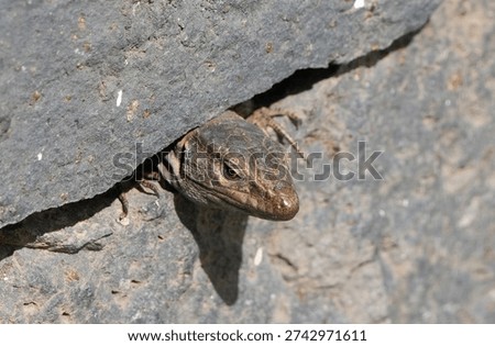 close up of a small brown lizard peeking out of a dark rock crevice.