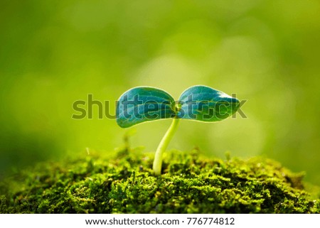 Similar – Image, Stock Photo Dirty boy hands holding small young herbal sprout plant