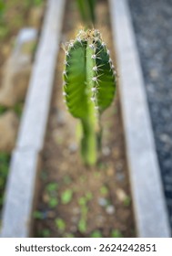 Close up of small cactus