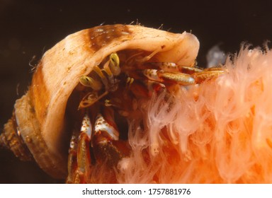 Close Up Of Small Common Hermit Crab On Deadmens Fingers