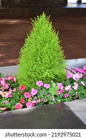 Close Up Of Small Conifer Tree And Colourful Flowers In Outdoor Planter 