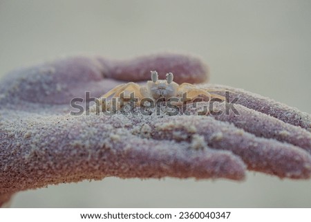 Close up small crab walking in a person's hands at the ocean