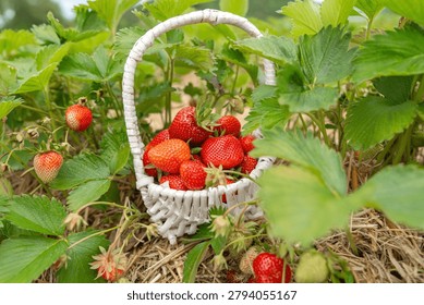 Close up of a small decorative white wicker basket filled with red strawberries, placed right inside a green strawberry bush on dry straw mulch in natural daylight. Small white basket of strawberries