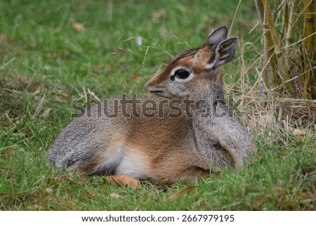 A close up of a small dik dik laying down in a field