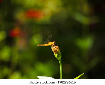 トンボ イラスト の写真素材 画像 写真 Shutterstock