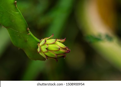 Close Up Small Dragonfruit On Tree