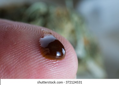 Close Up Of A Small But Extremely Potent Drop Of Essential Oil Made From The Hemp Plant On A Finger Tip As A Beginners Dose