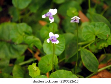 Close Up Of A Small Flower Of Native Violet (Viola Hederacea Or Banksii), Native To Australia