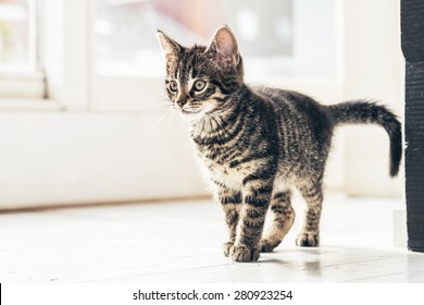 Close Up Small Gray Cat Walking On The Floor Inside The House And Looking Into Distance In A Curious Facial Expression.