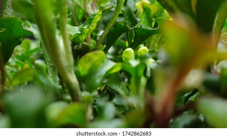 close up small green leaf