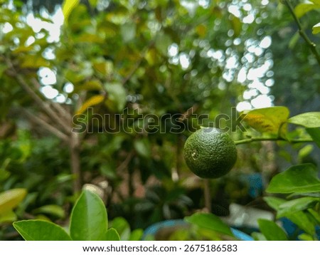 Close up of small green lime fruit growing on tree with leaves in garden.