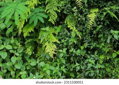 Close up of small leaf plants for background