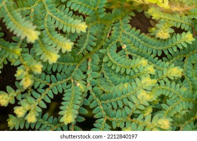 Close Up Of Small Leafed Plant Dense