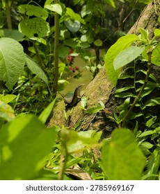 Close up of a small lizard on a tree branch in garden