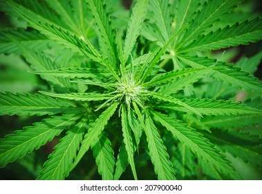 Close up of small marijuana bud with leaves
