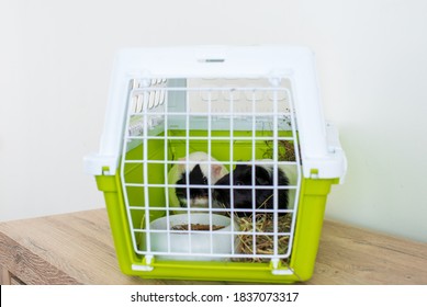 Close Up Of Small Pets Cute Guinea Pig In The Green Basket, To Transport Guinea Pig Must Do In The Basket Or The Cage Of Its For Safty. Animal Transport.
