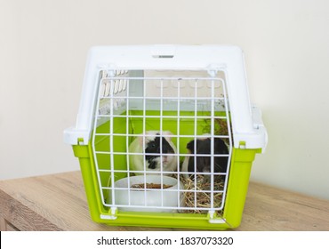 Close Up Of Small Pets Cute Guinea Pig In The Green Basket, To Transport Guinea Pig Must Do In The Basket Or The Cage Of Its For Safty. Animal Transport.
