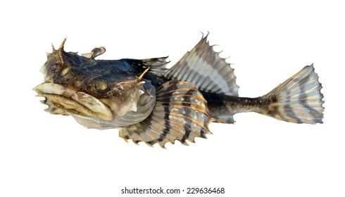 A Close Up Of The Small Pigfish. Isolated On White.