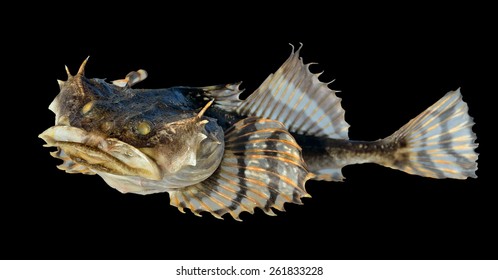 A Close Up Of The Small Pigfish. Isolated On Black.