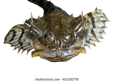 A Close Up Of The Small Pigfish. Isolated On White.