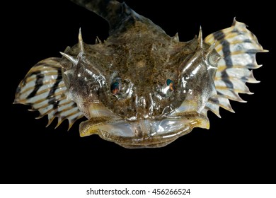 A Close Up Of The Small Pigfish. Isolated On Black.