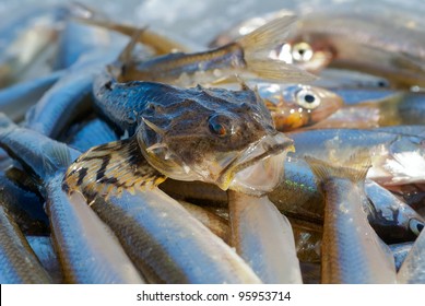 A Close Up Of The Small Pigfish On Heap Of Fish Smelt.