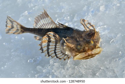 A Close Up Of The Small Pigfish On Ice.