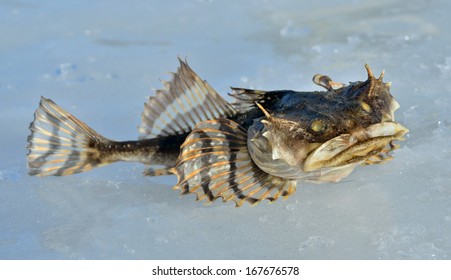 A Close Up Of The Small Pigfish On Ice.