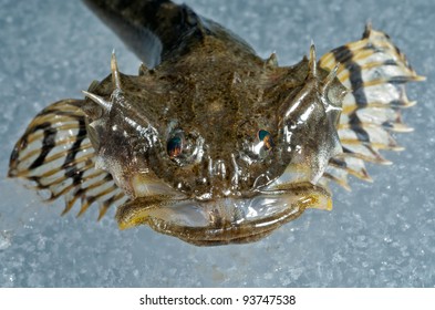 A Close Up Of The Small Pigfish On Ice.