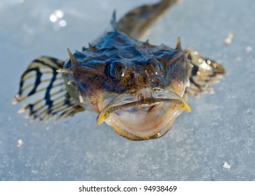 A Close Up Of The Small Pigfish On Ice.